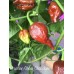Brazilian Ghost Chocolate Pepper Seeds 