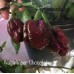 Naga Viper Chocolate Pepper Seeds Naga Viper Chocolate Pepper Seeds