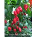 Bhut Jolokia Red x Carolina Reaper Pepper Seeds 