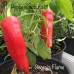 Georgia Flame Pepper Seeds