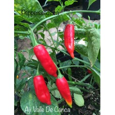Aji Valle De Canca Pepper Seeds 