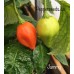Jammy Pepper Seeds