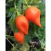 Jammy Pepper Seeds