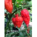 King Naga Red Pepper Seeds King Naga Red Pepper Seeds