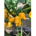 Nagabon x 7-Pot Primo Yellow Pepper Seeds