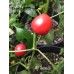 Aji Cereza Pepper Seeds