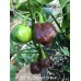 Scotch Bonnet Brown Pepper Seeds