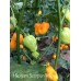 I Scream Scorpion Yellow Pepper Seeds I Scream Scorpion Yellow Pepper Seeds