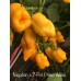 Nagabon x 7-Pot Primo Yellow Pepper Seeds
