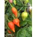 Jammy Pepper Seeds
