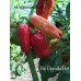 Rio Pejivalle Hot Pepper Seeds 