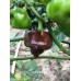 Scotch Bonnet Brown Pepper Seeds