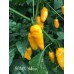 BRMX Yellow Pepper Seeds 
