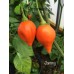 Jammy Pepper Seeds