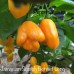 Jamacian Scotch Bonnet Long Pepper Seeds Jamacian Scotch Bonnet Long Pepper Seeds