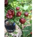 Sunrise Scorpion Chocolate Pepper Seeds Sunrise Scorpion Chocolate Pepper Seeds