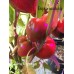 Alma Papricka Pepper