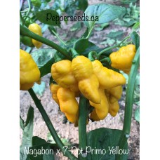 Nagabon x 7-Pot Primo Yellow Pepper Seeds