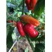 Rio Pejivalle Hot Pepper Seeds 