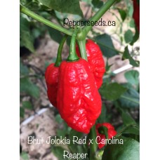 Bhut Jolokia Red x Carolina Reaper Pepper Seeds 