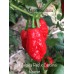 Bhut Jolokia Red x Carolina Reaper Pepper Seeds 