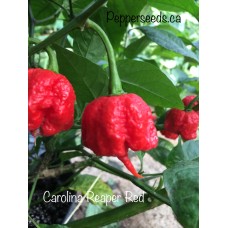 Carolina Reaper Red Pepper Seeds 