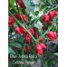 Bhut Jolokia Red x Carolina Reaper Pepper Seeds 
