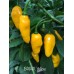 BRMX Yellow Pepper Seeds 