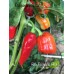 Rio Pejivalle Hot Pepper Seeds 