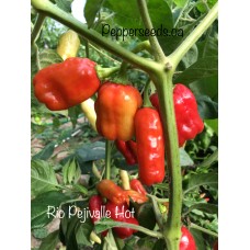 Rio Pejivalle Hot Pepper Seeds 