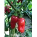 Rio Pejivalle Hot Pepper Seeds 