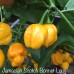 Jamacian Scotch Bonnet Long Pepper Seeds Jamacian Scotch Bonnet Long Pepper Seeds