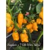 Nagabon x 7-Pot Primo Yellow Pepper Seeds