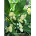 Habanero Ivory Pepper Seeds Habanero Ivory Pepper Seeds