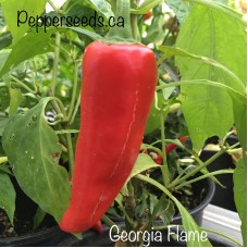 Georgia Flame Pepper Seeds