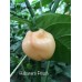 Habanero Peach Pepper Seeds 