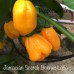 Jamacian Scotch Bonnet Long Pepper Seeds Jamacian Scotch Bonnet Long Pepper Seeds