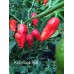 King Naga Red Pepper Seeds King Naga Red Pepper Seeds