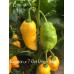 Nagabon x 7-Pot Primo Yellow Pepper Seeds