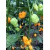 I Scream Scorpion Yellow Pepper Seeds I Scream Scorpion Yellow Pepper Seeds