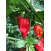 Bhut Jolokia Red x Carolina Reaper Pepper Seeds 