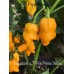 Nagabon x 7-Pot Primo Yellow Pepper Seeds