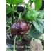 Scotch Bonnet Brown Pepper Seeds