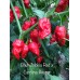 Bhut Jolokia Red x Carolina Reaper Pepper Seeds 