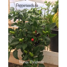 Numex Christmas Pepper Seeds