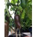 Brown Jalapeno Pepper Brown Jalapeno Pepper
