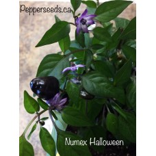 Numex Halloween Pepper Seeds