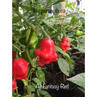 Aji Fantasy Red Pepper Seeds Aji Fantasy Red Pepper Seeds