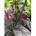 The Violet Cables Pepper Seeds The Violet Cables Pepper Seeds