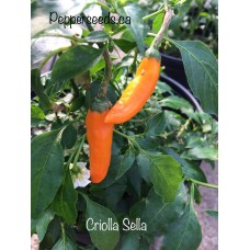 Criolla Sella Pepper Seeds